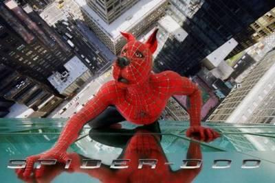 spider doo